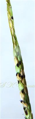 Spikelets